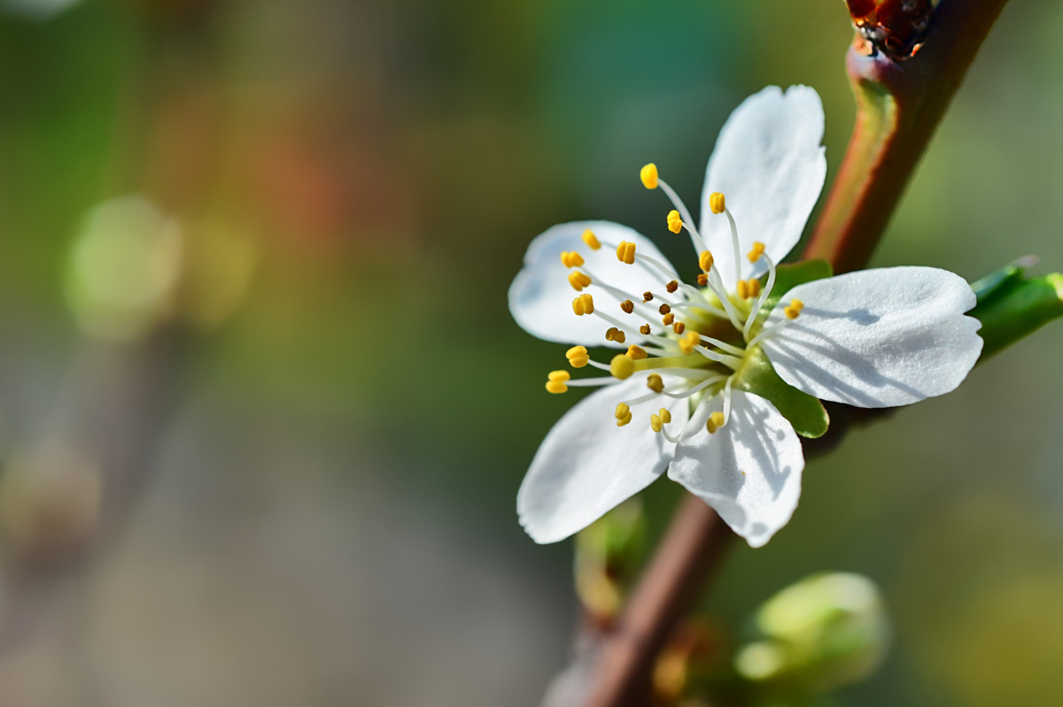 pflaumenblüte_1200.jpg