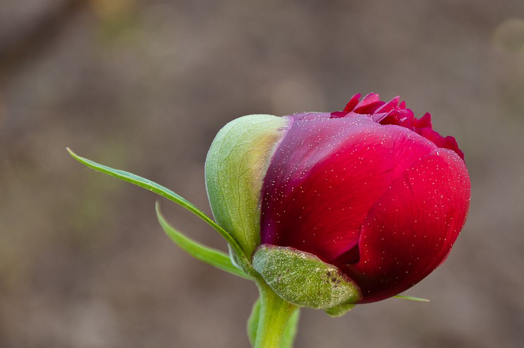 pfrose001