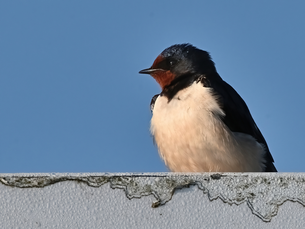 PH8_8317-D_NF.JPG