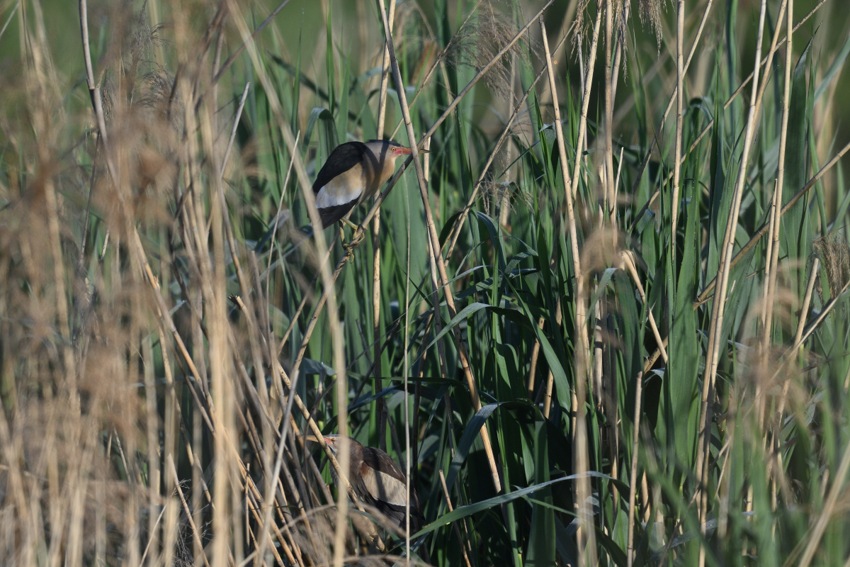 PH8_8658.jpg