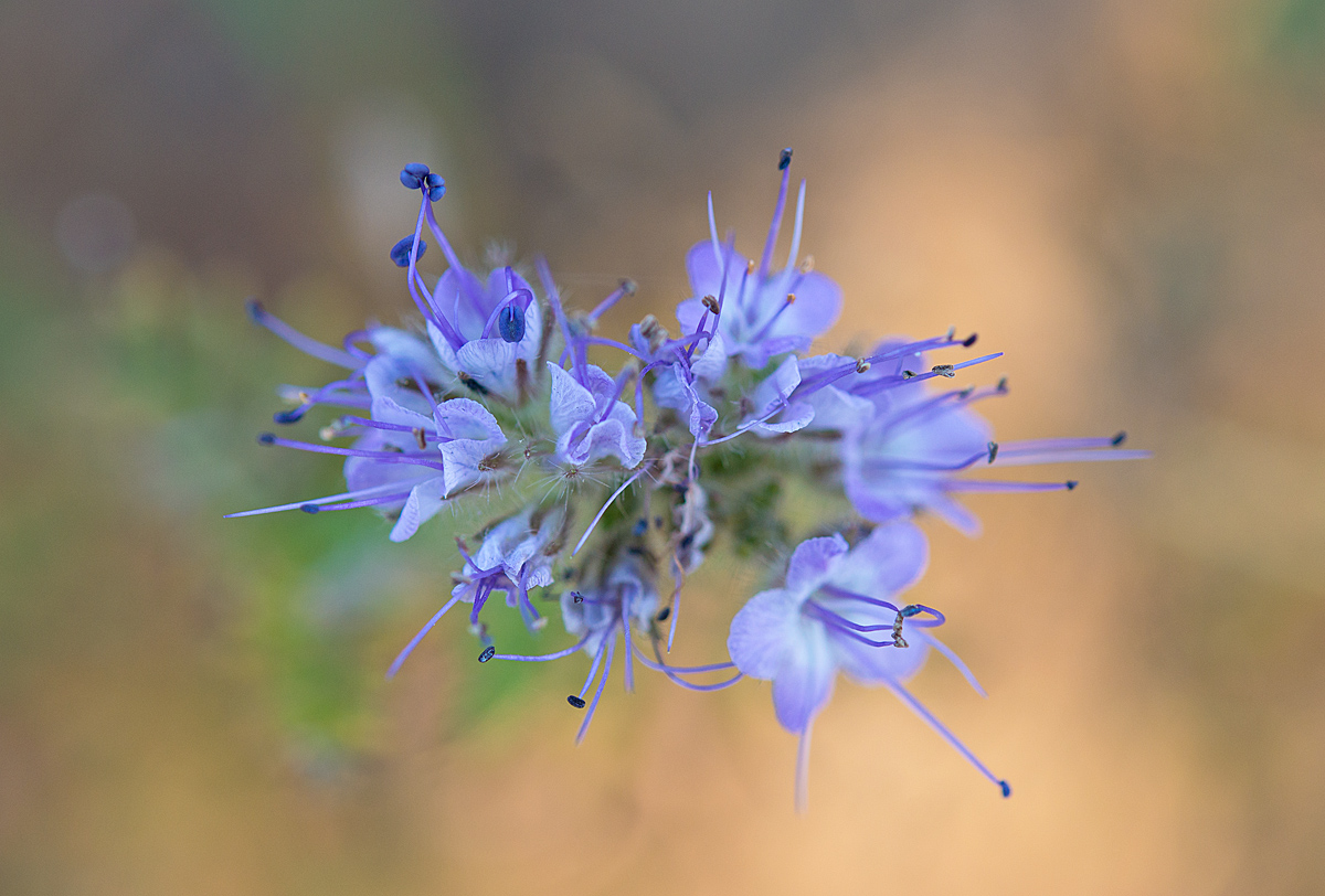 Phacelia