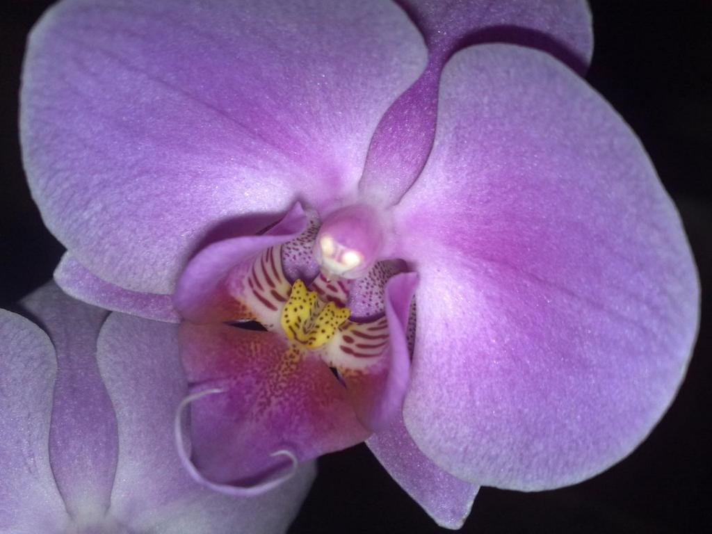Phalaenopsis 4