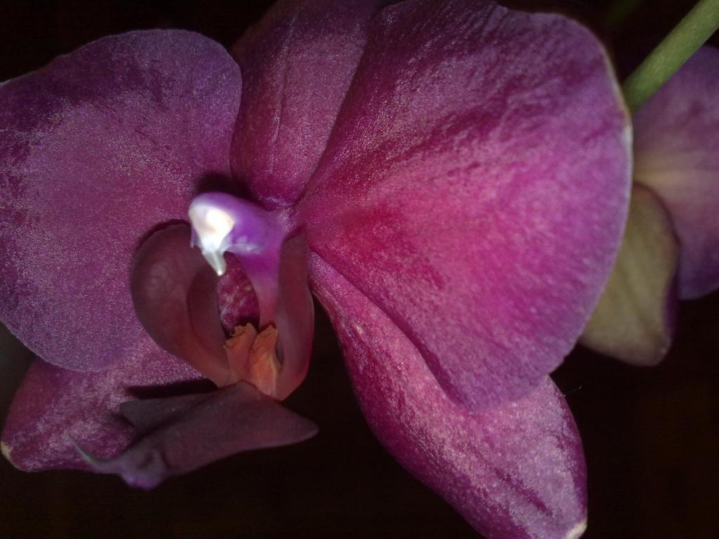 Phalaenopsis2