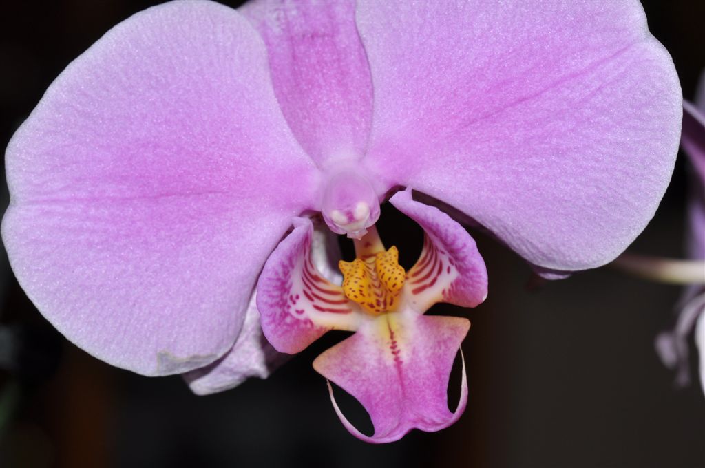 Phaleonopsis