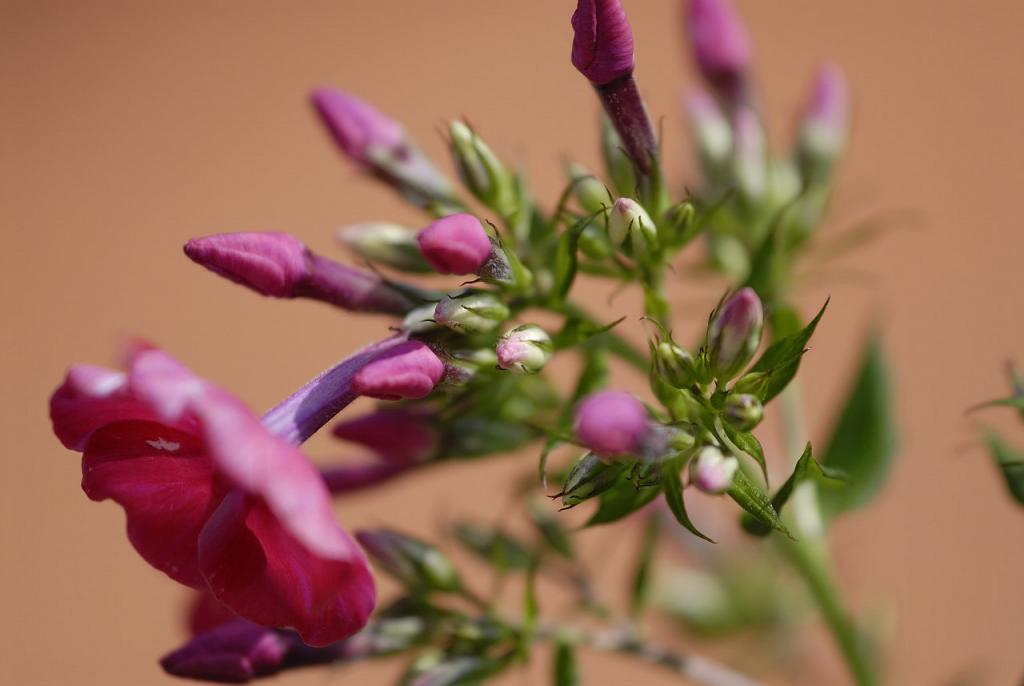 Phlox