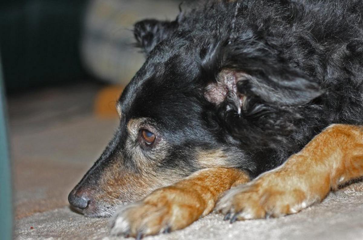 Phoebe, mit 17 Jahren 1914 verstorben.