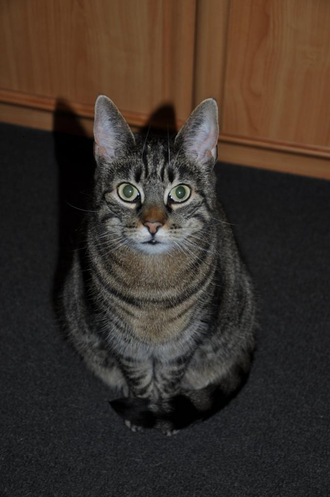 Phoebe