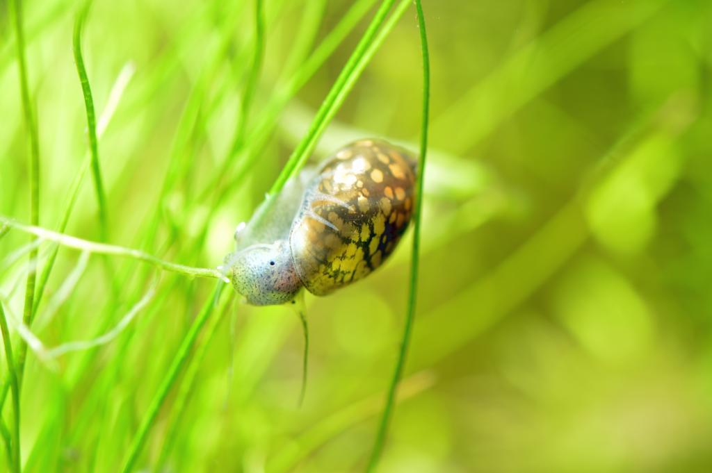 Physa acuta 01