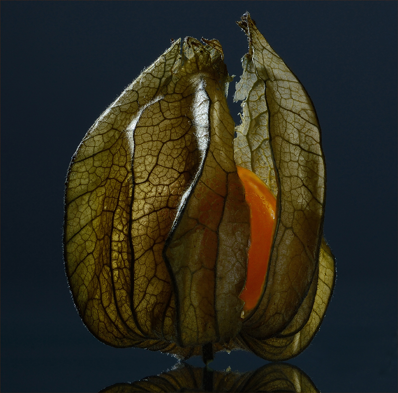 Physalis I