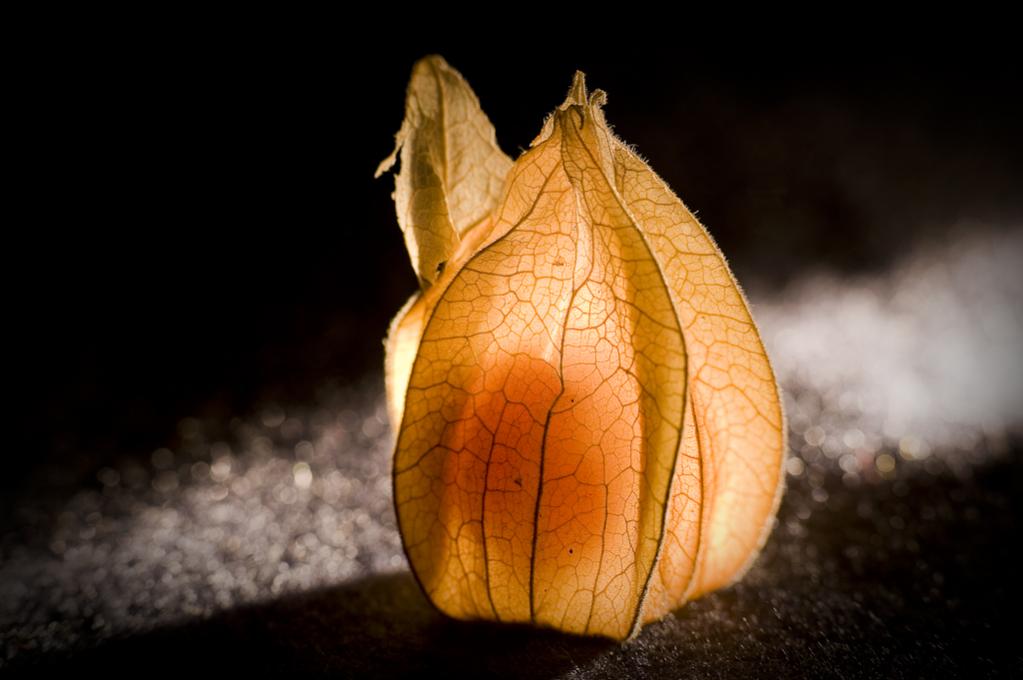 Physalis