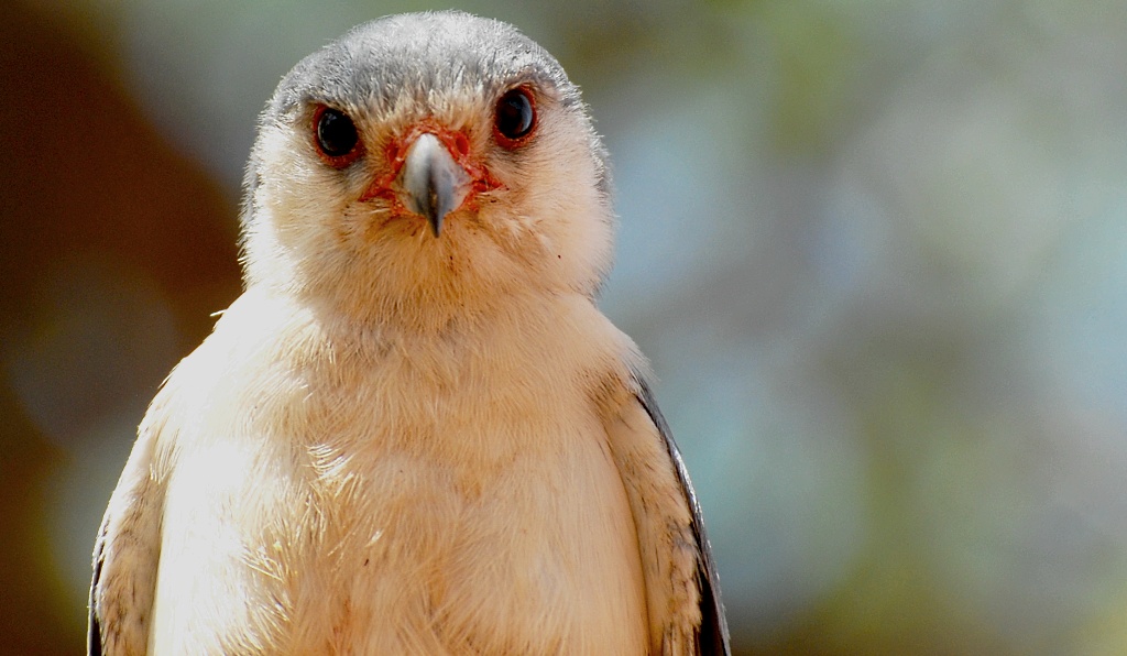 Picme Falke1
