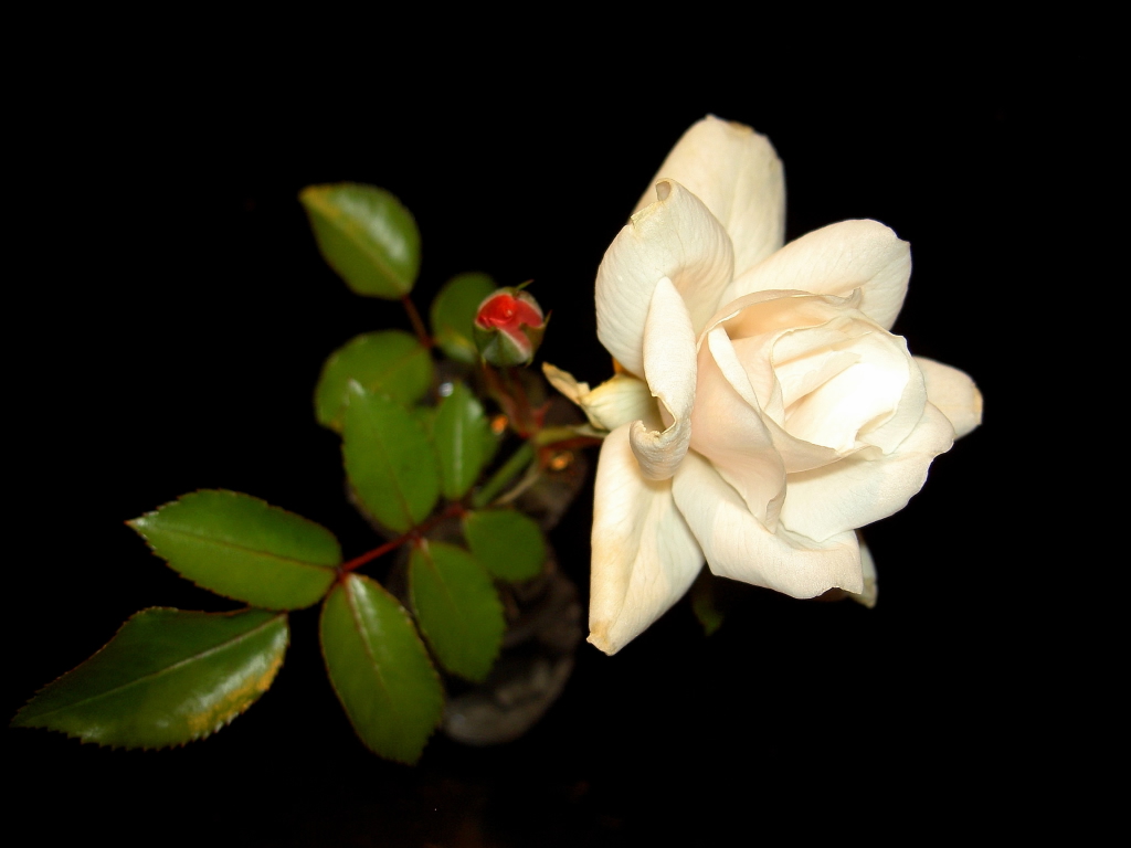 PICT0060