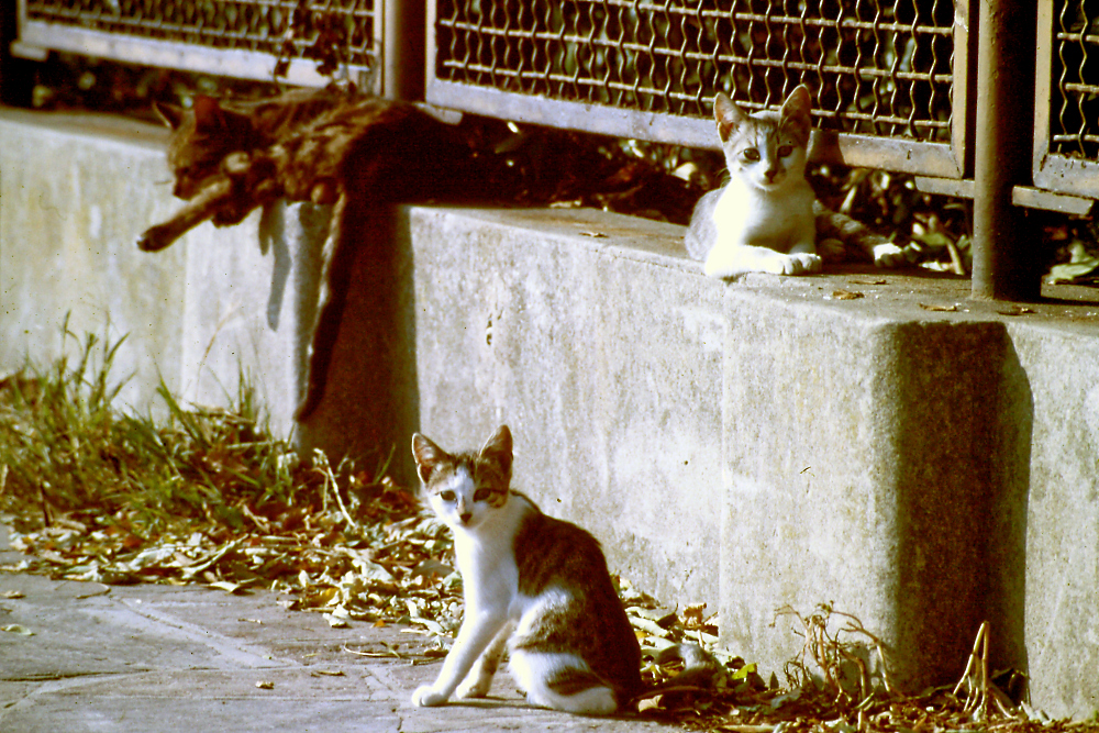PICT1303.jpg