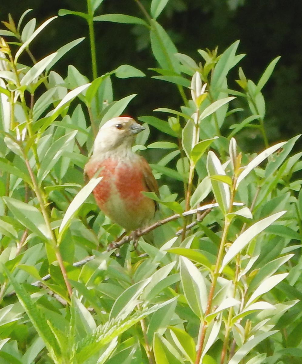 Pieper