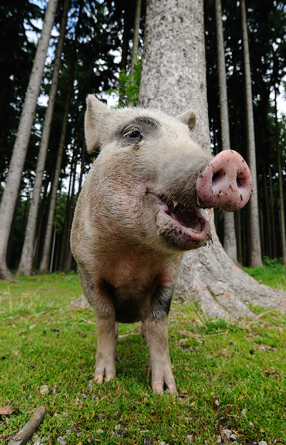 Pig