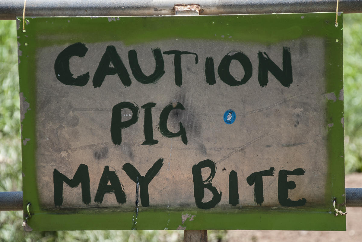 Pigmaybite