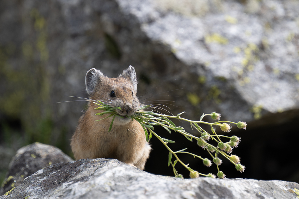 Pika