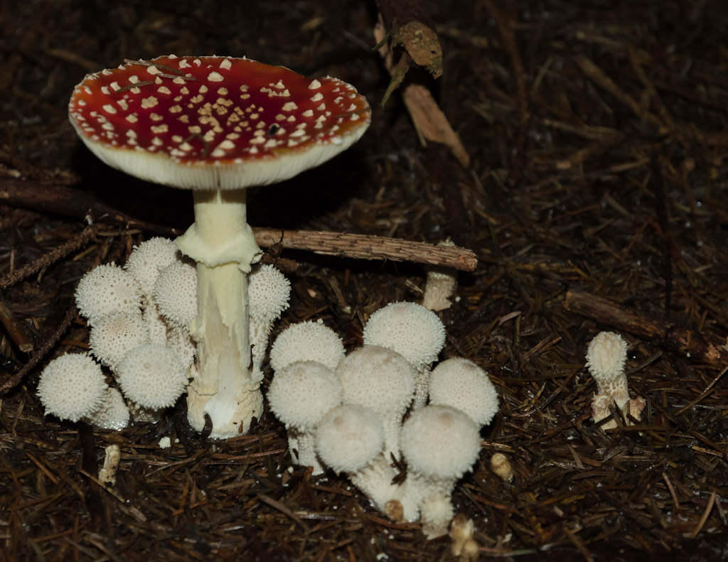 Pilz 1