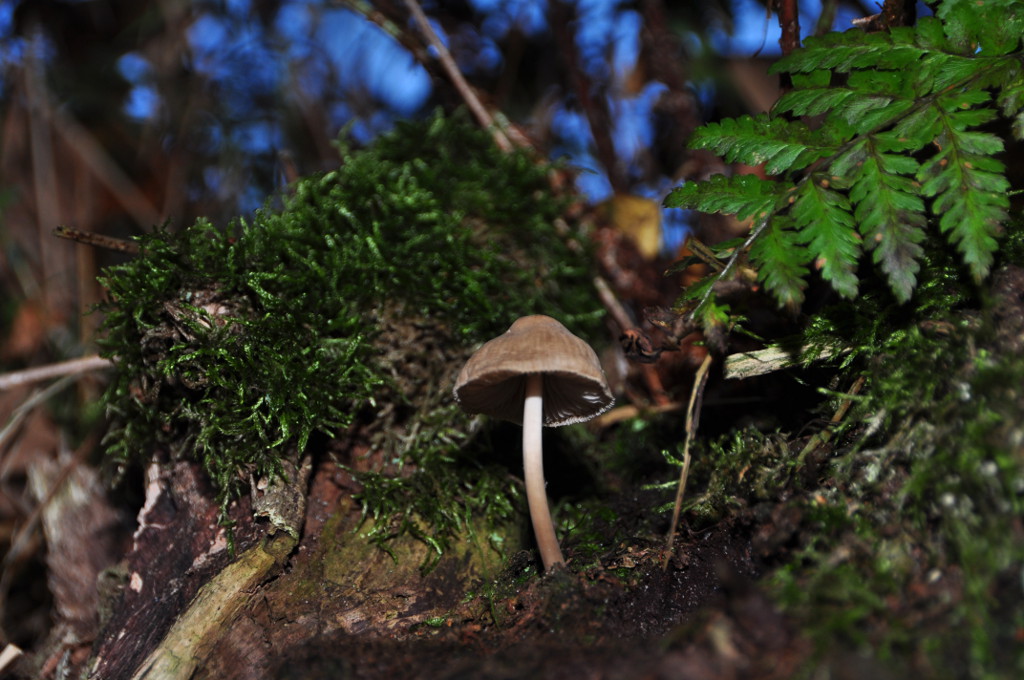 Pilz 2