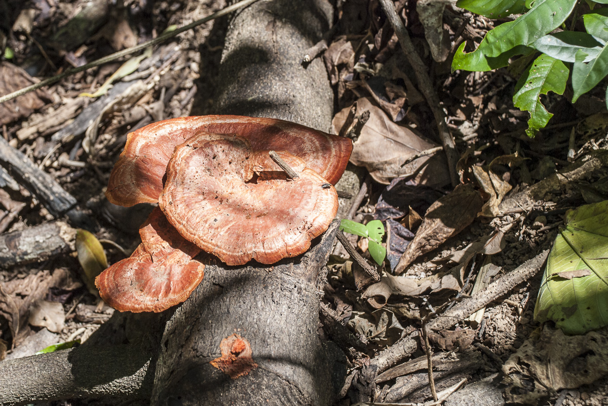 Pilz Dunk Island