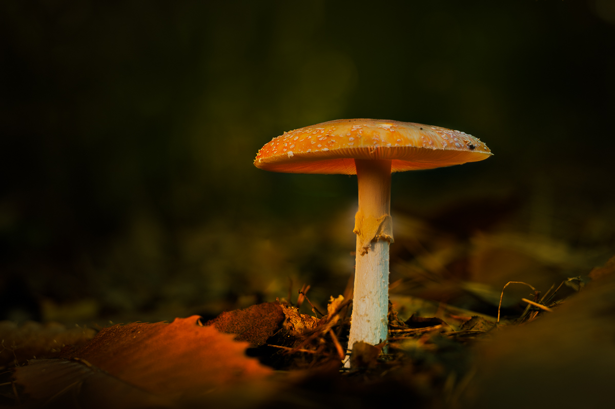 Pilz erleuchtet