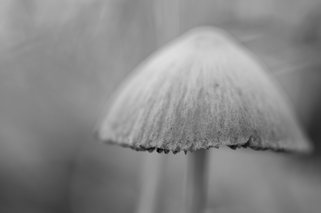 Pilz   grünfilter