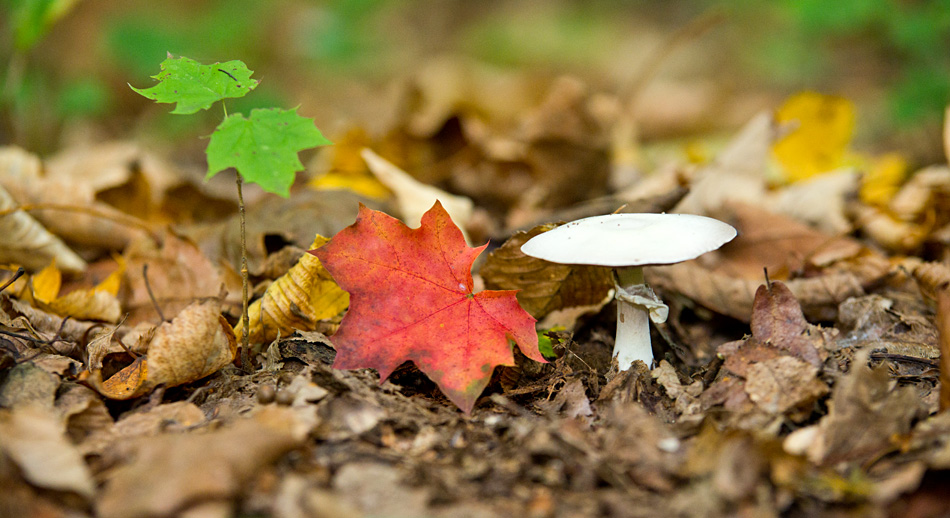 Pilz Herbst