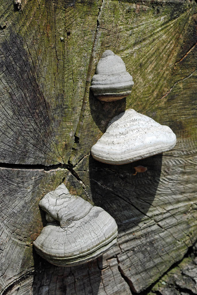 Pilz-Holz (D40X, 48mm F10, 1/400s)DSC 4292