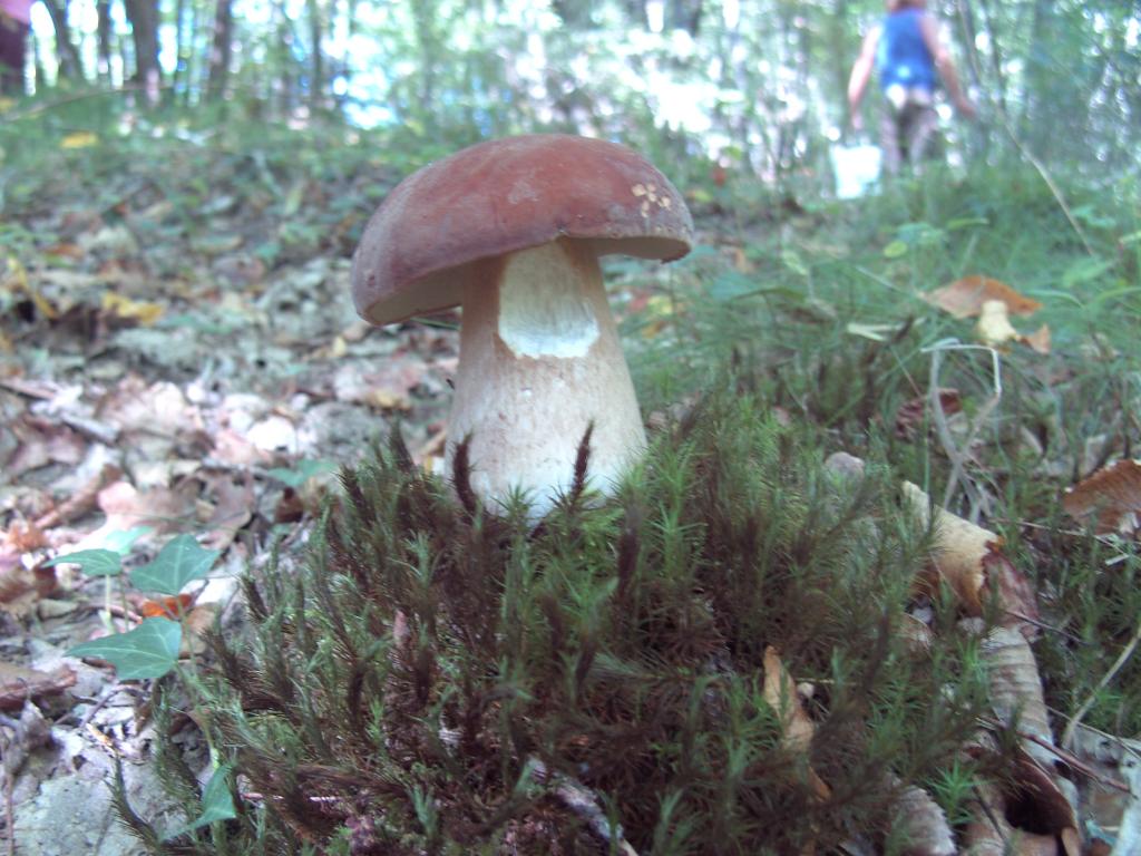 Pilz im französischen Wald