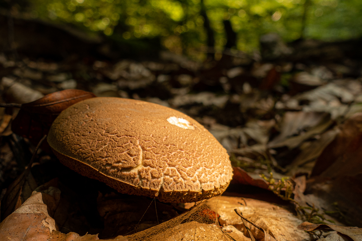 Pilz im Sonnenschein