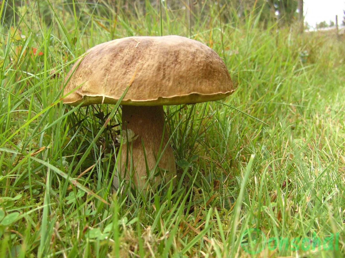 Pilz in Schweden
