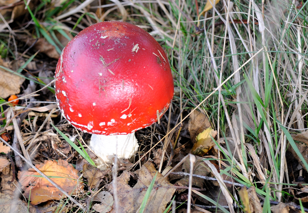 pilz JKK 3820