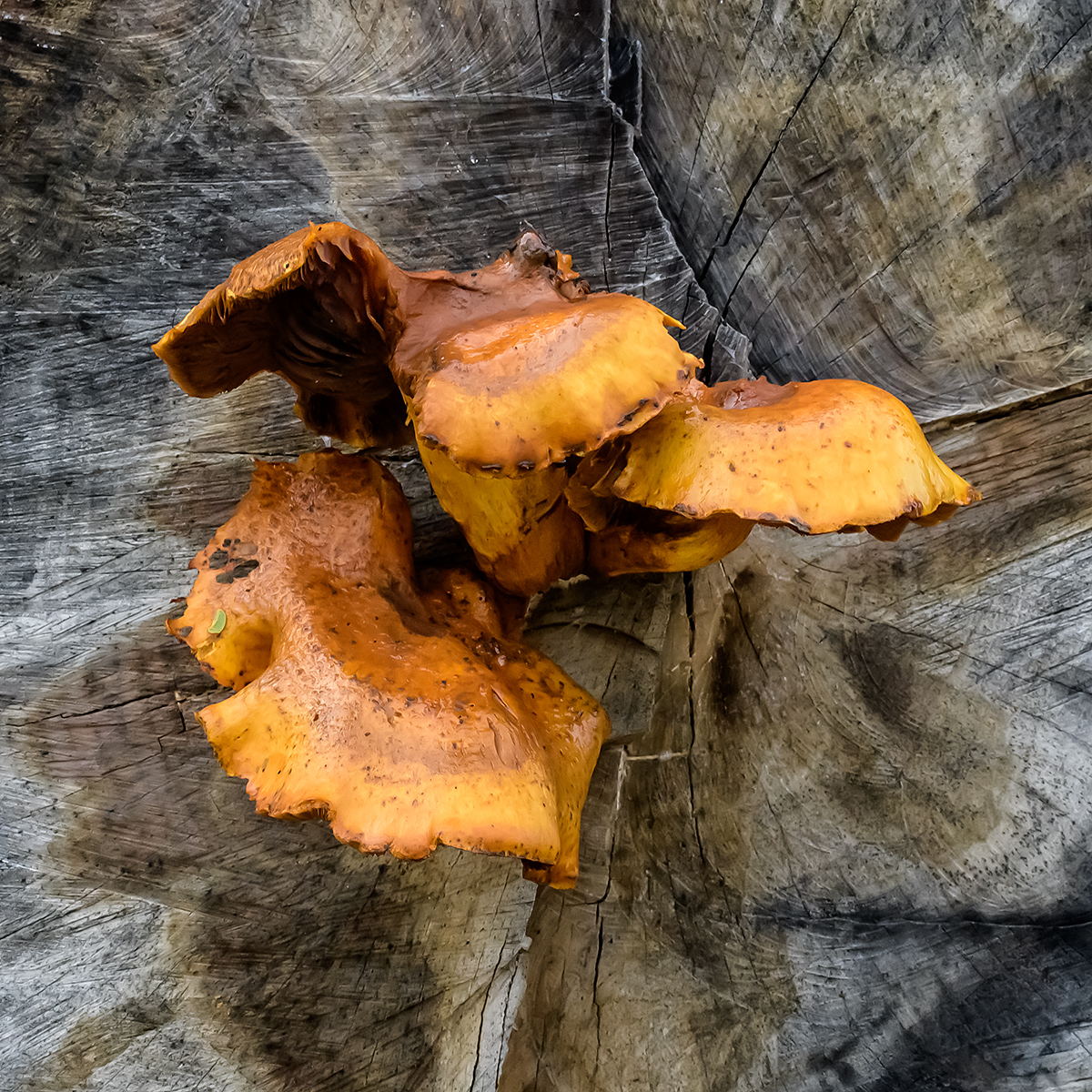 Pilz.jpg