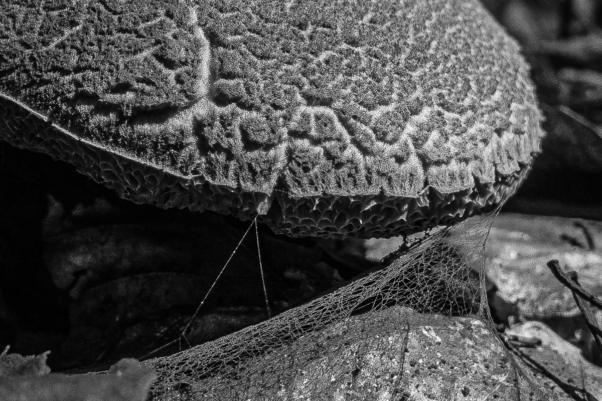 Pilz mit Spinnenweben