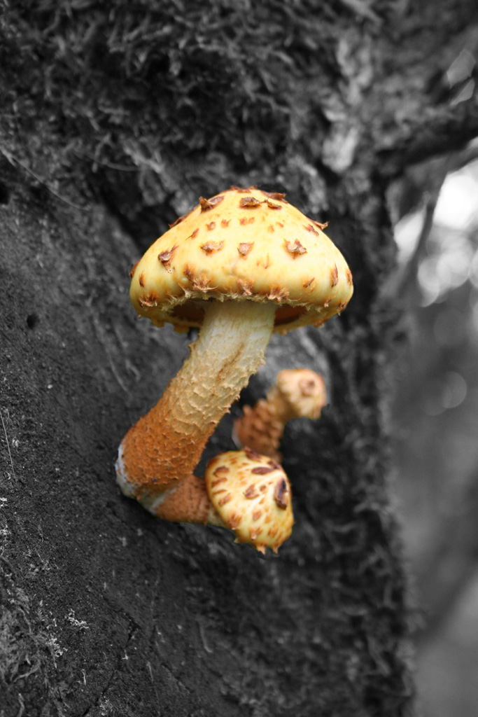 pilz
