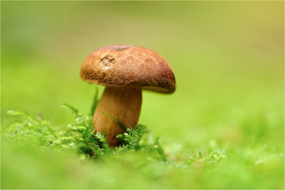 Pilz...