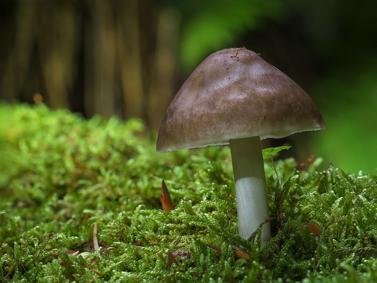 Pilz