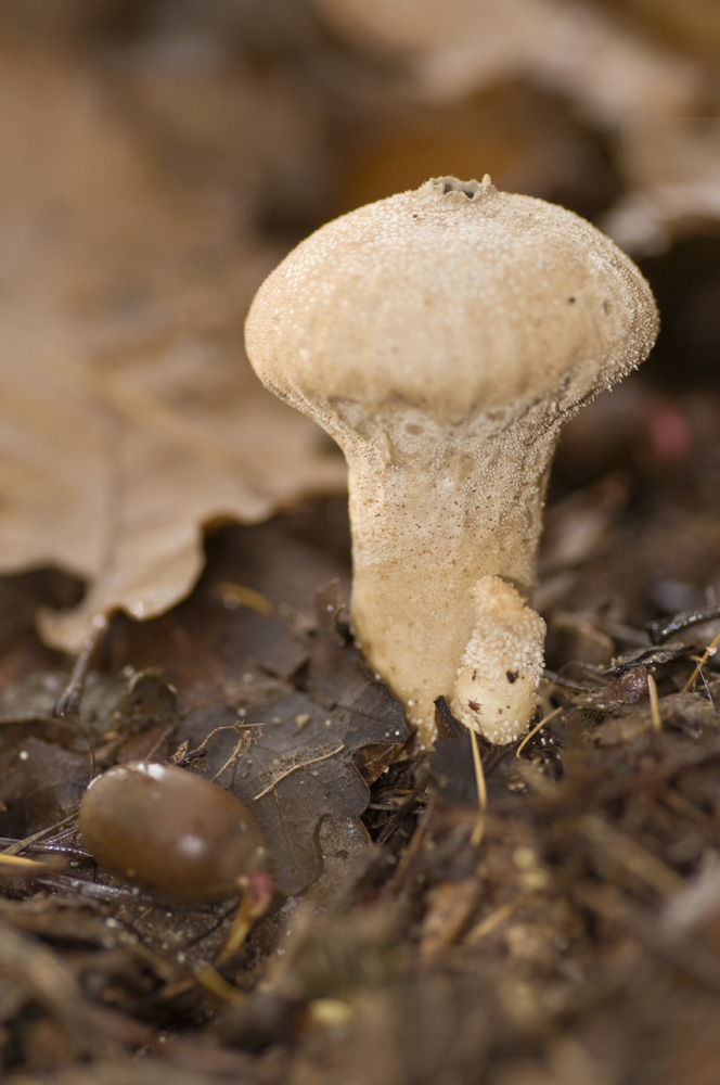 Pilz