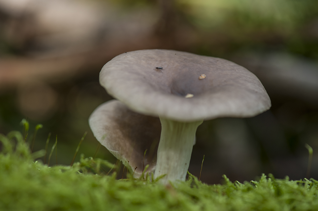 pilz1
