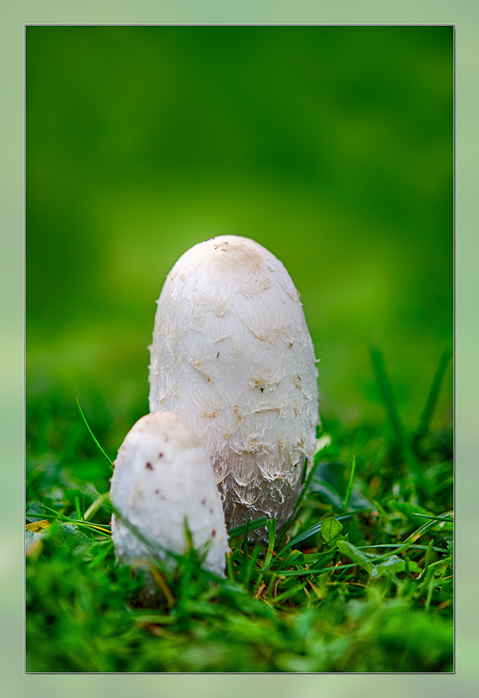 Pilz2