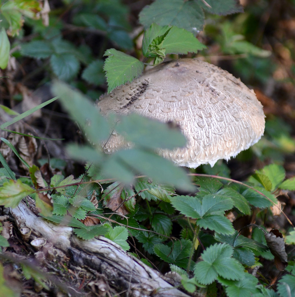 Pilz30.09.12