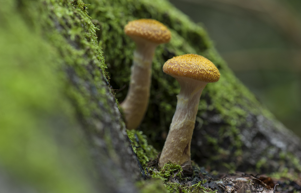 pilz4