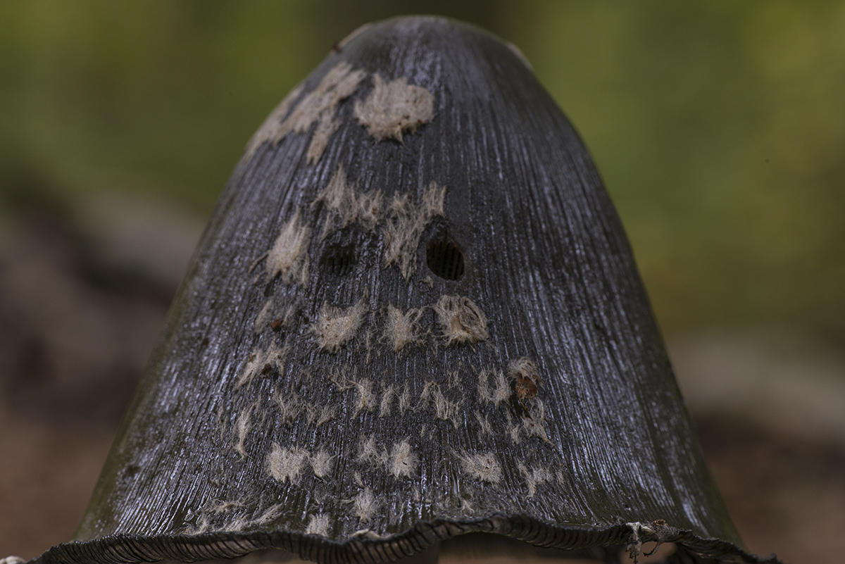 pilz5
