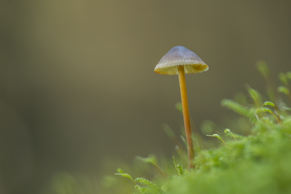 pilz6
