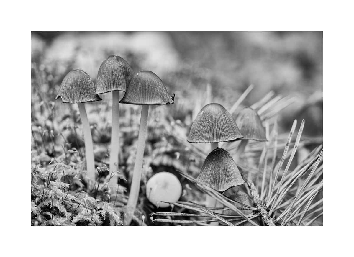 PilzDSC_3085.jpg