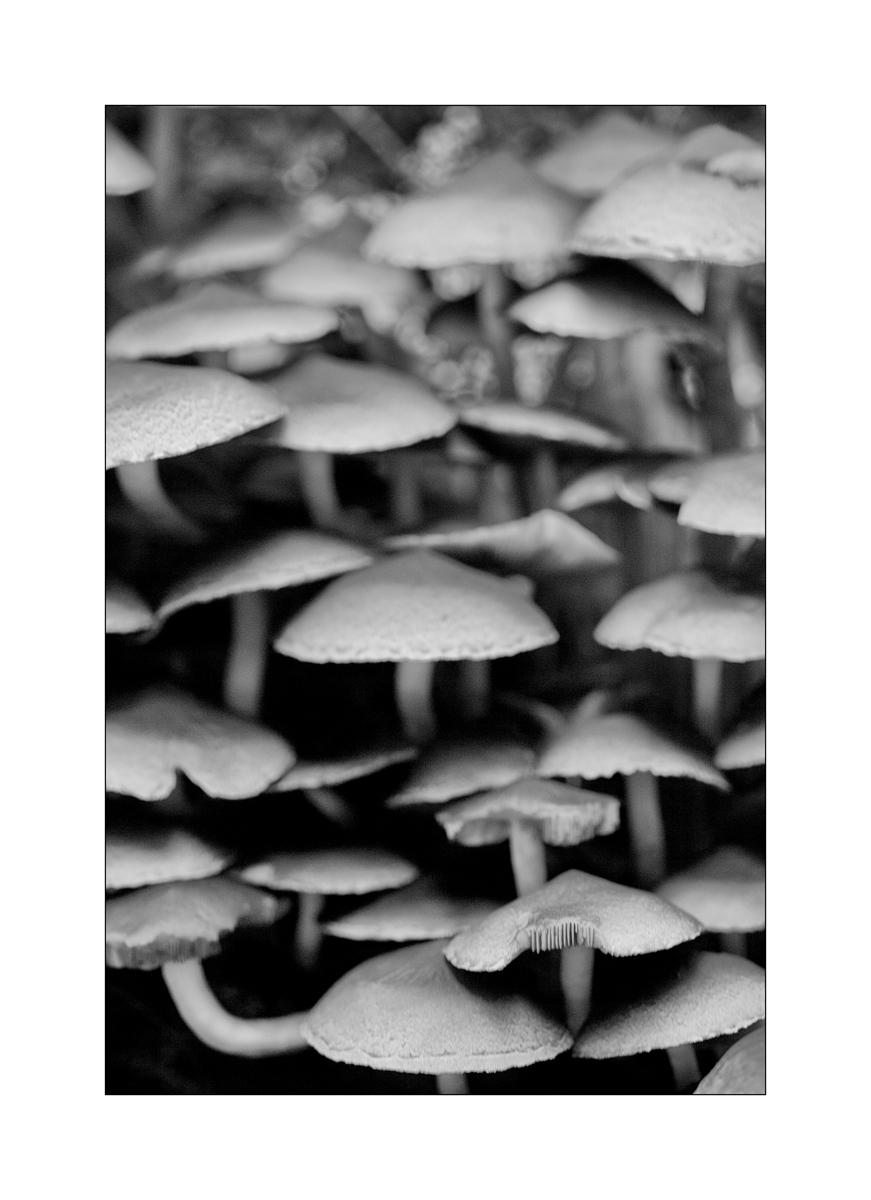 PilzDSC_3149.jpg