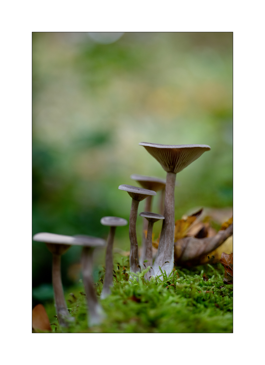 PilzDSC_3165.jpg