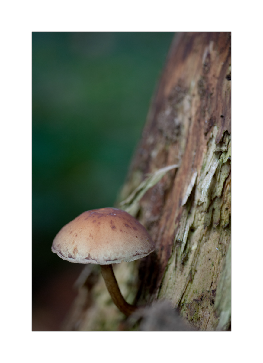 PilzDSC_3174.jpg