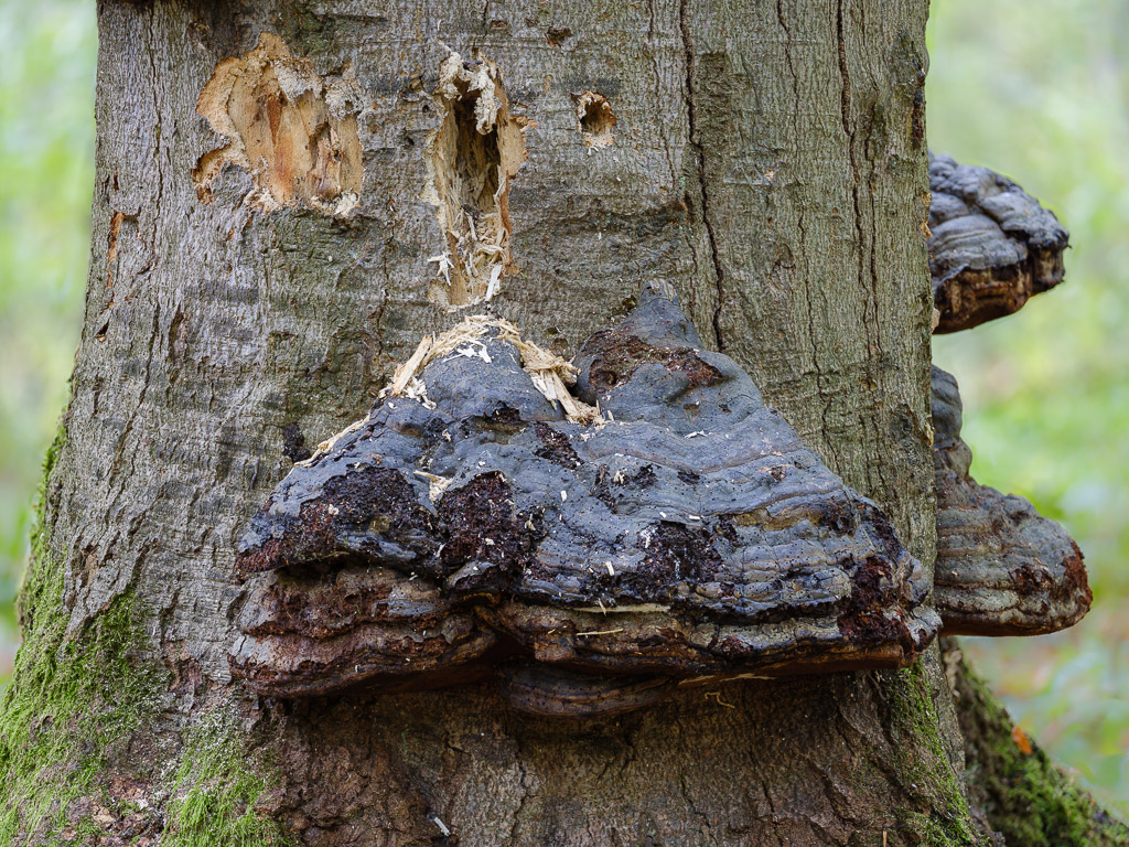 Pilze (1 von 2)