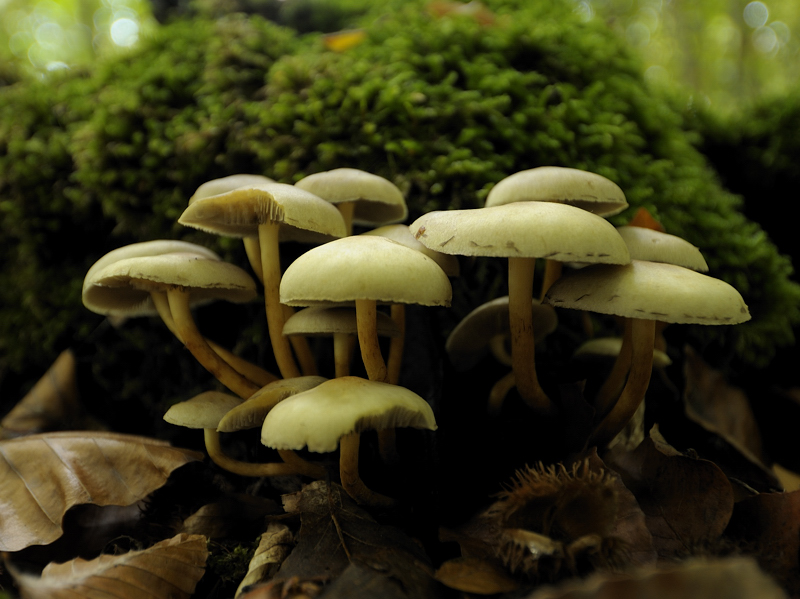 Pilze 17.10.09